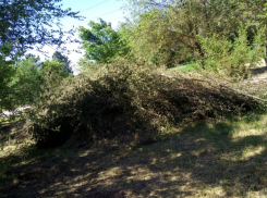 «Куда смотрят администрация и депутаты?» - новочеркасцы сами косят траву и убирают мусор