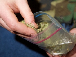 Четверо новочеркасцев оказались на скамье подсудимых за хранение «улетного» растения