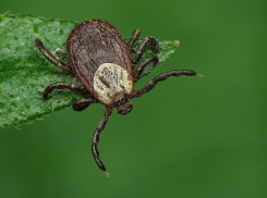 На обработку Новочеркасска от насекомых потратят почти 400 тысяч рублей