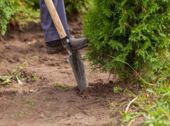И снова туи: в Новочеркасске с территории кафе пропали девять саженцев