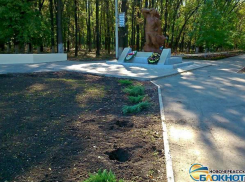 В Новочеркасске неизвестные похитили половину высаженных горожанами кустов можжевельника