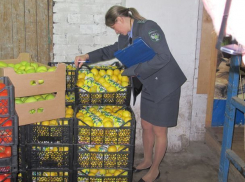 Килограммы санкционных фруктов ушли на свалку в Новочеркасске