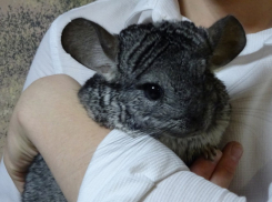 Экзотическое животное завелось в семье новочеркасцев