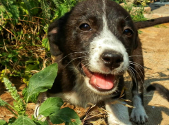 История с продолжением: как сложилась судьба спасенных под Новочеркасском щенков
