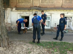 В Новочеркасске освободили из заточения отощавших щенка и котят