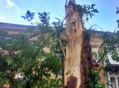 Налетевший на Новочеркасск ветер валил деревья и срывал баннеры