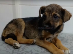 Новочеркасские журналисты спасли щенка, который ночевал на трупе своей матери