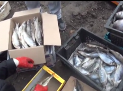 Конфискованная в Новочеркасске у подпольщиков рыба была опасна для здоровья