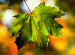 Синоптики пообещали Новочеркасску рабочую неделю без осадков