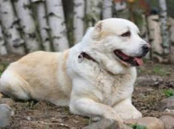 Решение принято: пса, нападавшего на людей в Новочеркасске, усыпят