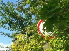  «Работы по опиловке деревьев были запланированы до поступления прокурорского представления», - администрация Новочеркасска