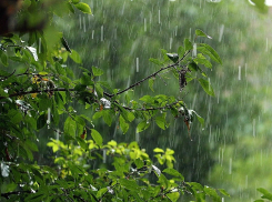 В предстоящий уик-энд, синоптики обещают  Новочеркасску небольшой дождь
