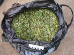 Крупную партию марихуаны хранил в квартире житель Новочеркасска  