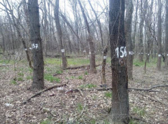 В новочеркасской роще на месте будущего строительства пронумеровали деревья