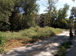 Аллергики Новочеркасска штурмуют аптеки в поисках спасения от нескошенной амброзии