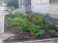 В Новочеркасске «девятка» разъезжала по двору и громила клумбы