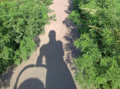 Жить и заниматься спортом в зарослях амброзии предлагают власти новочеркассцам