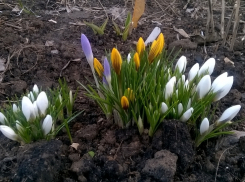 В Новочеркасске расцвели первые крокусы