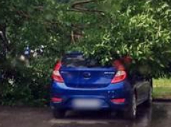 Дерево упало на два припаркованных автомобиля в центральной части Новочеркасска