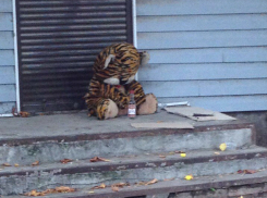 Тигр обитает на одной из центральных улиц Новочеркасска