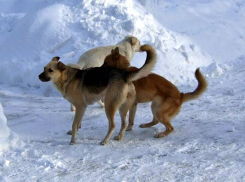 Отловом бродячих животных в Новочеркасске будет заниматься строительная фирма