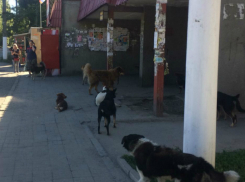 Дворняги атакуют Новочеркасск: захвачена остановка «Соцгород»