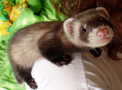 «Когда моего хорька за что-то ругают, она обижается»