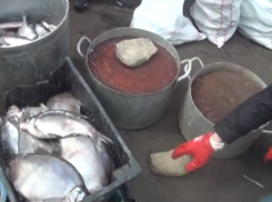 В Новочеркасске «накрыли» два подпольных рыбных цеха