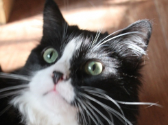 Маркиз из Ростова ищет новый дом