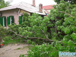 В Новочеркасске из-за сильного ветра сломался гигантский тополь и упал на частный дом