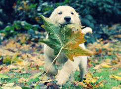 Предстоящий уик-энд в Новочеркасске будет пасмурным