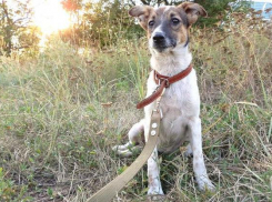 Милашка Лиза ищет новый дом в Новочеркасске