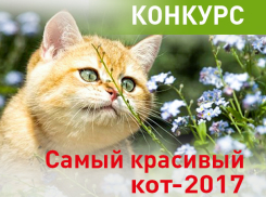 «Блокнот Новочеркасска» объявляет конкурс «Самый красивый кот-2017»