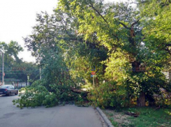 Огромное сухое дерево рухнуло на дорогу по улице Михайловской Новочеркасска
