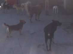 Администрация Новочеркасска рассказала, как в городе ведут борьбу с бездомными собаками