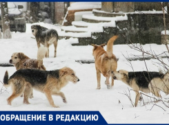 В Новочеркасске на жителей напала стая агрессивных собак 