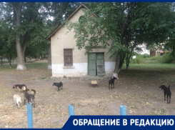 «Гуляют стаями»: новочеркасцы опять жалуются на засилье бродячих собак