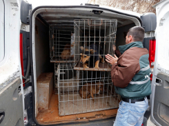 В Новочеркасске приостановили торги на отлов бездомных собак