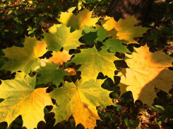 На выходных новочеркасцев ждет переменчивая погода