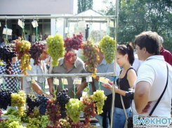 В Новочеркасске прошла четвертая межрегиональная выставка винограда