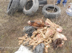 Под Новочеркасском обнаружена гора трупов животных
