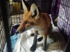 В Новочеркасске волонтеры спасли попавшего под машину лисенка