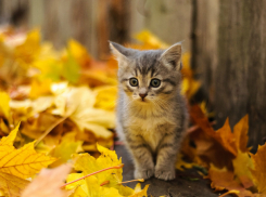 Предстоящий уик-энд в Новочеркасске будет солнечным, но прохладным