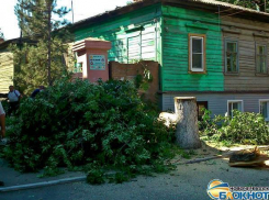 В Новочеркасске возле детского сада спилили аварийное дерево после публикации в «Блокноте»