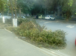 Ветки опиленных аварийных деревьев побросали возле детской поликлиники в Новочеркасске