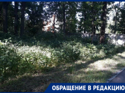  «Трава по пояс и трупы птиц», - жительница Новочеркасска