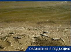 «Дохлая рыба не дала кайфануть», – новочеркасцы