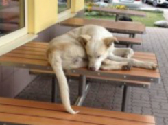 Роспотребнадзор проверит «Макдональдс»