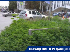 «Расцветает амброзия – процветает аллергия», - новочеркасцы