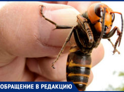 «Чапаевский сквер атакуют шершни», - новочеркасцы